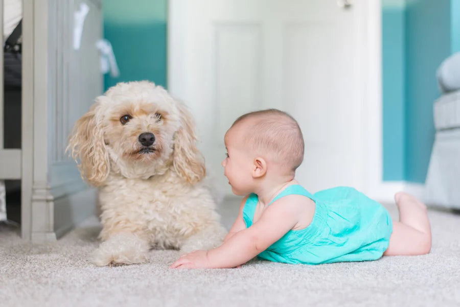 Dogs and Babies: How to Introduce Your Best Friend to Your Little One